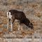 Mouflon (femelle - M22)