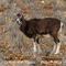 Mouflon (femelle - M39)