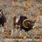 Mouflon Méditérranéen, mâle et femelle (M50)