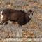 Mouflon femelle (M60)