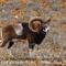 Mouflon Méditérranéen (mâle - Faune du Mt Ventoux -  M33)