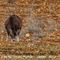 Mouflon (femelle - M35)