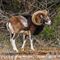 Mouflon Méditérranéen (mâle - M73)