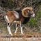 Mouflon Méditérranéen (mâle - M73)