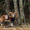Mouflon Méditérranéen en pelage hivernal (mâle - M91)