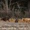 Mouflons (M49)