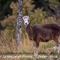 Mouflon Méditérranéen (femelle - M4)