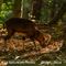 Mouflon en sous bois...(M57)