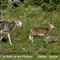 Mouflon Méditérranéen (femelle et son agneau  - M79)