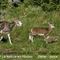 Mouflon Méditérranéen (femelle et son agneau  - M79)