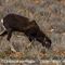 Mouflon Méditérranéen (femelle - M72)