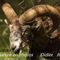 Mouflon (Mâle - MV123)