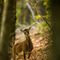 Mouflon femelle à l'Automne...(M112)