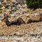 Chamois (Femelle et son cabri - ch290)