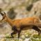 Chamois femelle en pelage d'été ( ch 82)