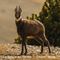 Chamois (mâle - faune du Ventoux - ch17)