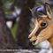 Portrait jeune chamois (ch9)