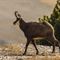 Chamois mâle durant le rût ( ch42)