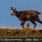 Chamois mâle sur les crêtes du Ventoux ( ch 86)