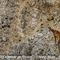 Chamois dans la combe de Font Fiole (ch 113)