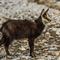 Jeune chamois en pelage hivernal ( ch 120)