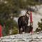 Chamois femelle (ch 125)