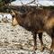 Chamois (ch 129)