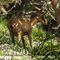 Chamois femelle (ch 130)