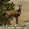 Chamois (ch 134)