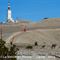 Chamois et sommet du Mont Ventoux (ch141)