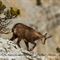 Chamois (ch 147)