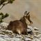 Jeune chamois au repos ( ch 149)