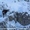 Chamois dans la neige...( ch 161)