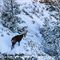 Chamois dans la neige (ch 143)