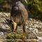 Chamois femelle en pelage d'hiver ( ch21)