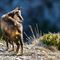 Chamois ( Mont Ventoux - ch 160)