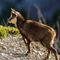 Jeune chamois ( photo chamois du Ventoux - ch 166)