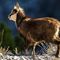 Jeune chamois en pelage d'hiver ( ch 22)