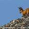 Chamois ( image faune du Ventoux - ch 170)