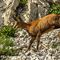 Chamois dans les pierriers (ch 173)