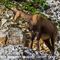 Chèvre ( chamois femelle - ch 178)