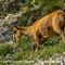 Chamois femelle se nourrissant des Ails à fleurs de Narcisse ( ch 60)