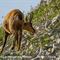 Femelle chamois broutant les Ails à fleurs de narcisse... ( ch 188)