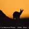 Rencontres....en images...( chamois au couchant- Mont Ventoux - ch2 )