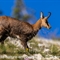 Chamois (ch322)