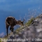 Chamois (ch326)