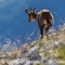 Chamois (ch328)