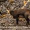 Chamois (ch306)