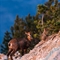 Chamois (ch320)