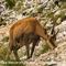 Chamois ( femelle - ch 202)